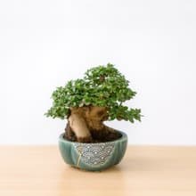 小品盆栽・米葉壽娘子