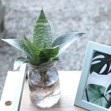 水培植栽│短葉虎尾蘭_室內植物 辦公室盆栽 店內擺設 植物  禮物
