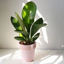 植栽 盆栽 l 富貴花燭(大盆) 居家風水植栽 室內植物  開幕盆栽