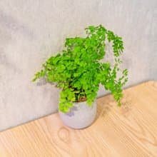 鐵線蕨 桌上型水泥盆栽 觀葉植物 禮物 盆栽 交換禮物 辦公室小物