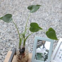 水培植栽│佛手芋_室內植物 辦公室盆栽 店內布置