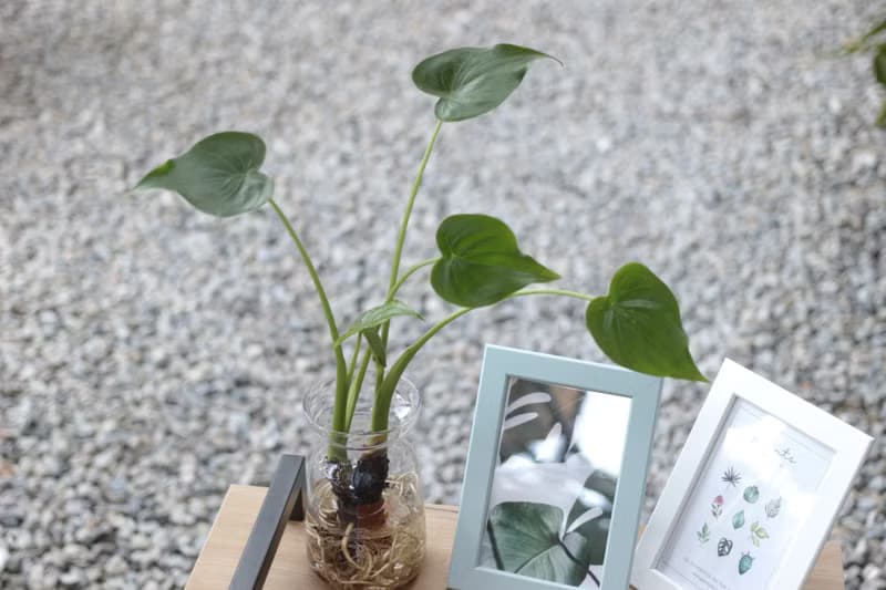 水培植栽│佛手芋_室內植物 辦公室盆栽 店內布置