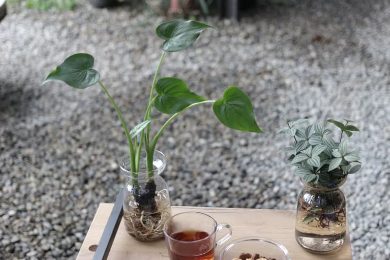 水培植栽│佛手芋_室內植物 辦公室盆栽 店內布置