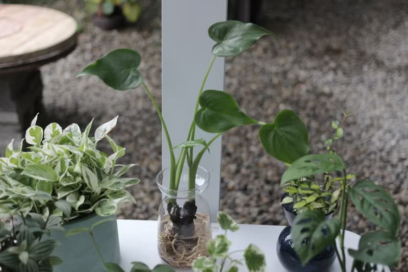 水培植栽│佛手芋_室內植物 辦公室盆栽 店內布置