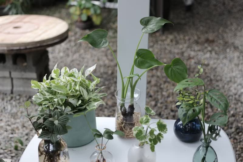 水培植栽│佛手芋_室內植物 辦公室盆栽 店內布置