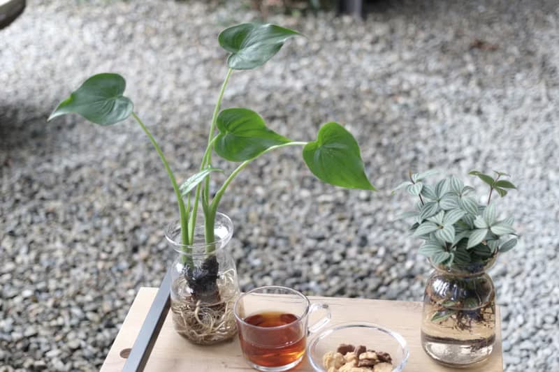 水培植栽│佛手芋_室內植物 辦公室盆栽 店內布置