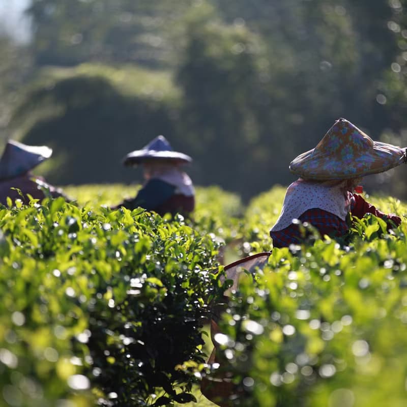 【好茶禮盒】日月潭紅茶職人樂活禮盒