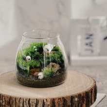 【新竹自取】小苔羊出沒中 苔蘚缸.生態缸.造景