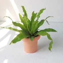 植栽 盆栽 l 山蘇 冰淇淋杯陶盆  波浪綠意  嫩葉可食用 室內盆栽