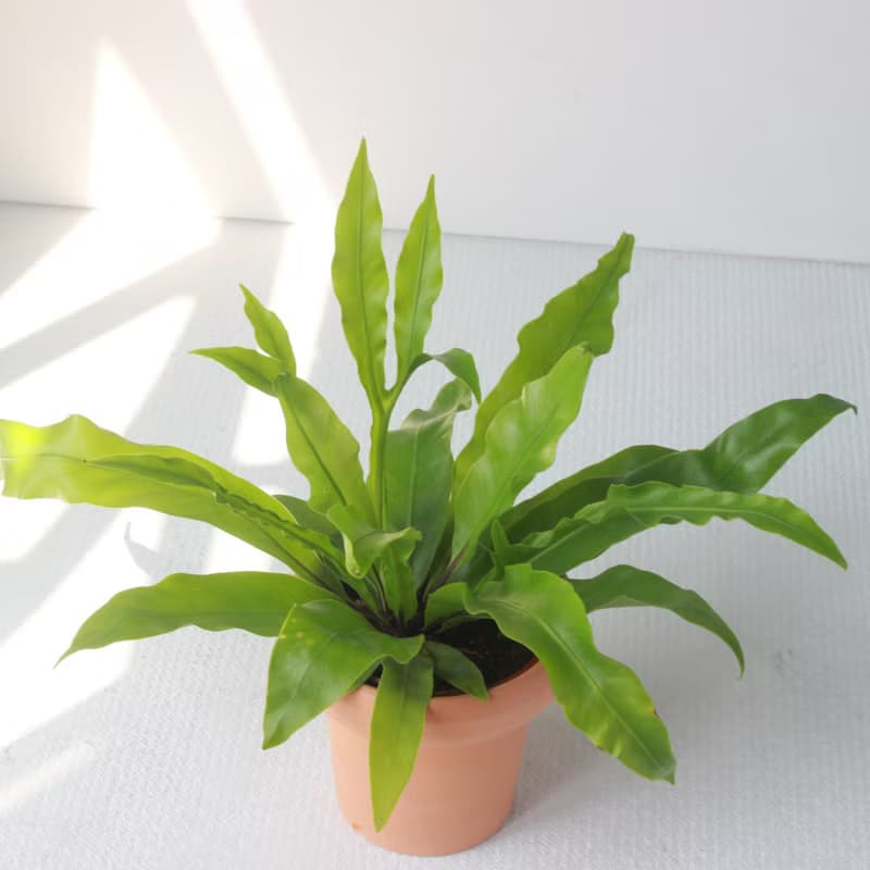 植栽 盆栽 l 山蘇 冰淇淋杯陶盆  波浪綠意  嫩葉可食用 室內盆栽