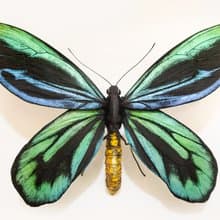 亞歷山大鳥翼鳳蝶20cm | 仿真標本 | 蝴蝶標本 | 昆蟲模型 | 蝴蝶
