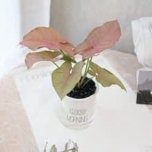 PD174粉紅合果芋吸水盆栽 / 室內植物