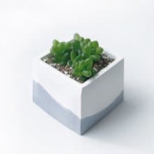 (現貨) 莫蘭迪紫系列 | 肥肥的! 姬玉蟲 水晶殿 方形水泥多肉植栽