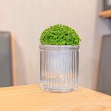 冰淇淋捲柏 免澆水盆栽 室內植物 觀葉植物  禮物 辦公室小物