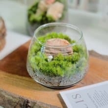 【微景觀】小石光 苔蘚缸.生態缸.造景.景觀