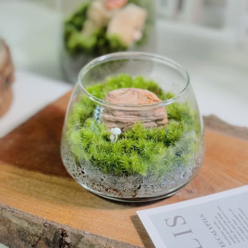 【微景觀】小石光 苔蘚缸.生態缸.造景.景觀