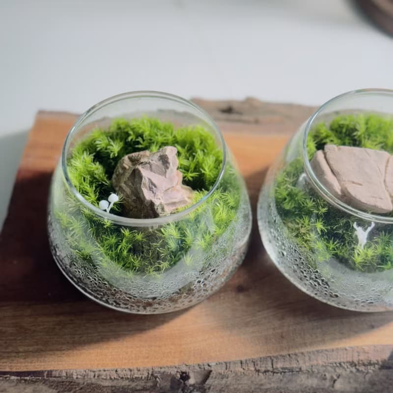 【微景觀】小石光 苔蘚缸.生態缸.造景.景觀