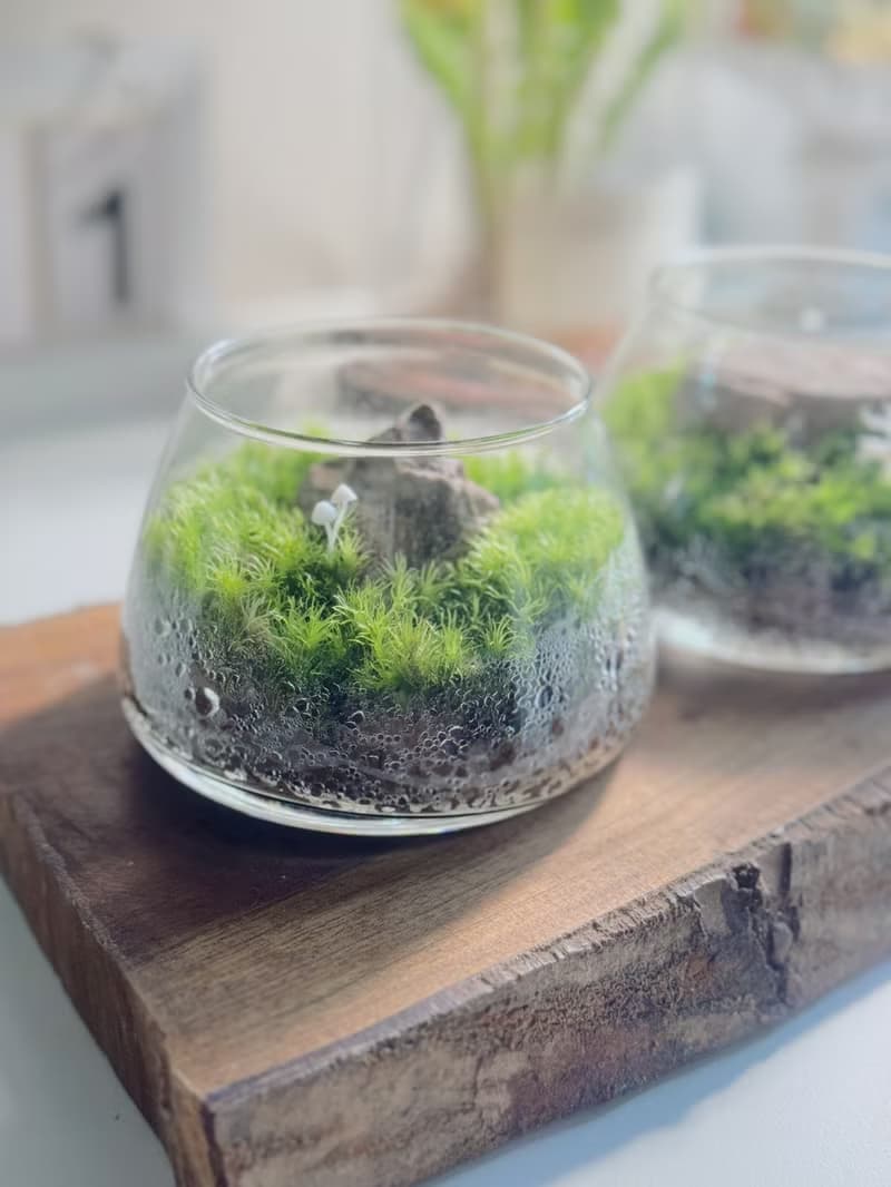 【微景觀】小石光 苔蘚缸.生態缸.造景.景觀