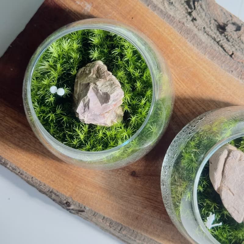 【微景觀】小石光 苔蘚缸.生態缸.造景.景觀