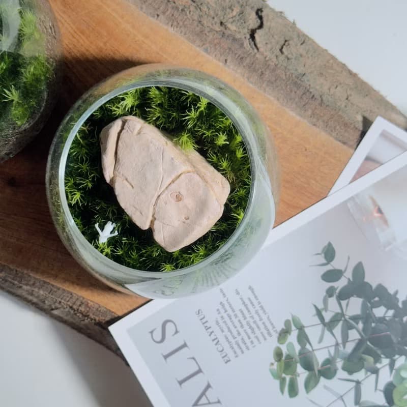 【微景觀】小石光 苔蘚缸.生態缸.造景.景觀