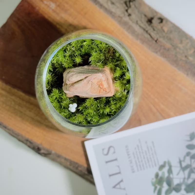 【微景觀】小石光 苔蘚缸.生態缸.造景.景觀