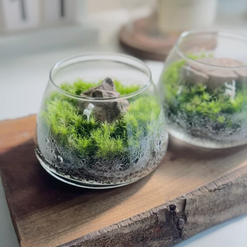 【微景觀】小石光 苔蘚缸.生態缸.造景.景觀