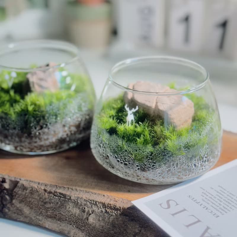 【微景觀】小石光 苔蘚缸.生態缸.造景.景觀