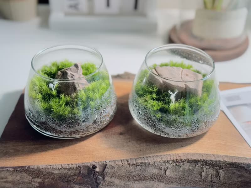 【微景觀】小石光 苔蘚缸.生態缸.造景.景觀