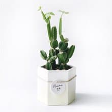 (預購) 活力黃系列 | 翡翠閣 四稜粉藤 六邊形水泥多肉植栽