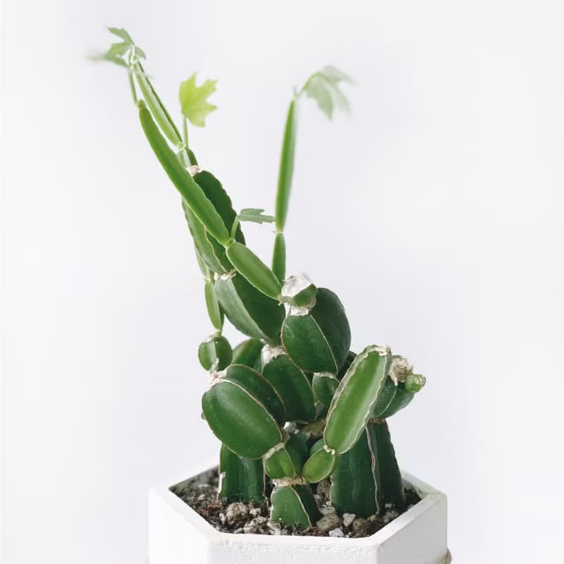 (預購) 活力黃系列 | 翡翠閣 四稜粉藤 六邊形水泥多肉植栽