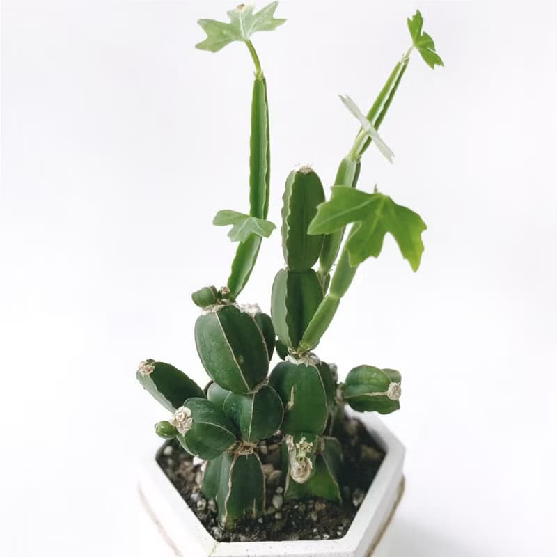 (預購) 活力黃系列 | 翡翠閣 四稜粉藤 六邊形水泥多肉植栽