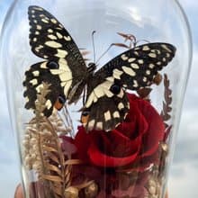 蝴蝶標本玻璃盅-青鳳凰/七夕情人節/乾燥花/生態瓶/鳳蝶/父親節