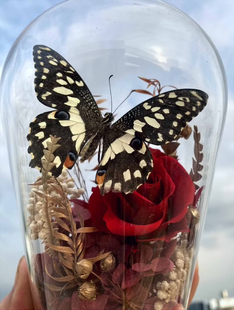 蝴蝶標本玻璃盅-青鳳凰/七夕情人節/乾燥花/生態瓶/鳳蝶/父親節
