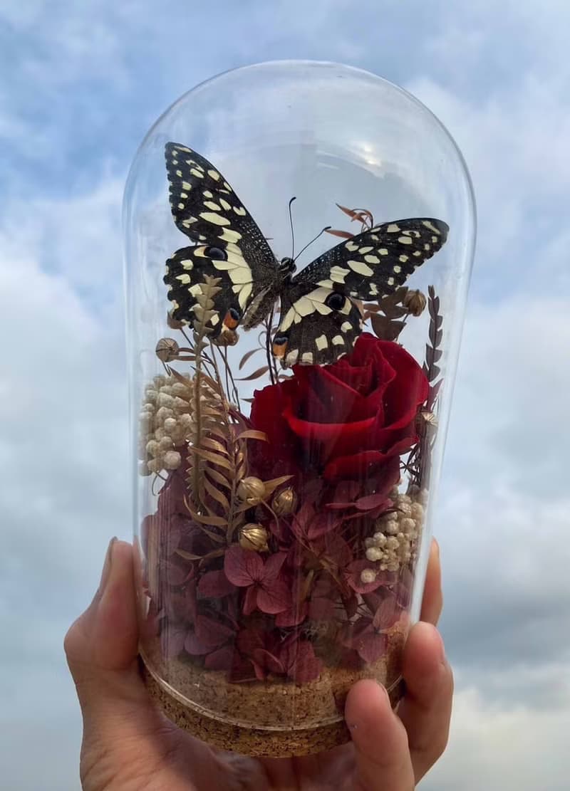蝴蝶標本玻璃盅-青鳳凰/七夕情人節/乾燥花/生態瓶/鳳蝶/父親節