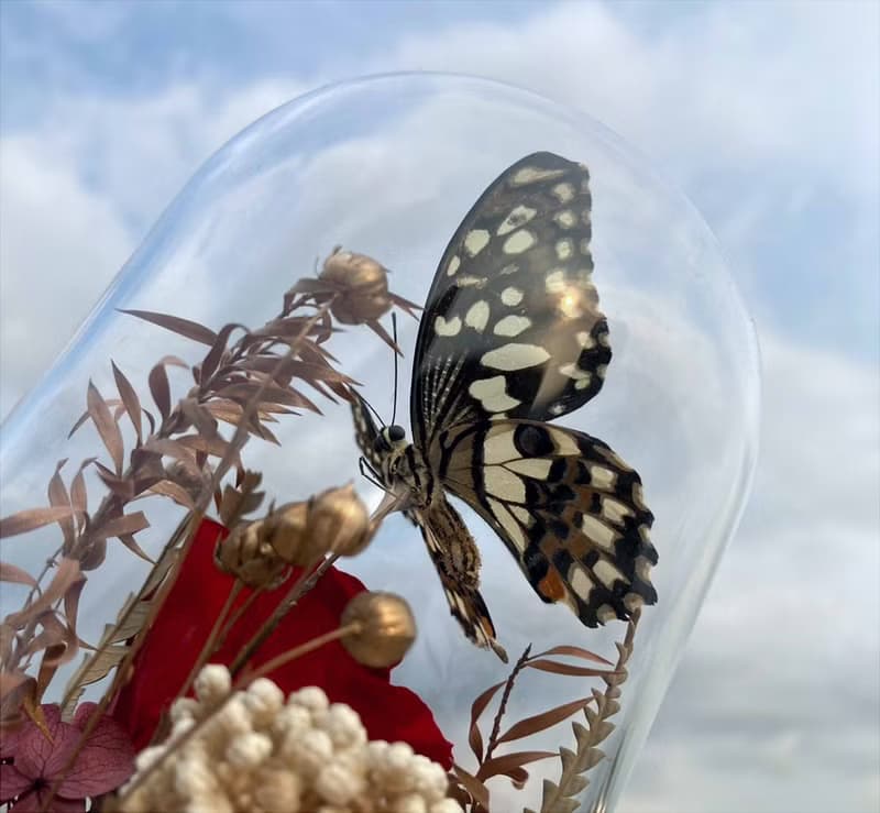 蝴蝶標本玻璃盅-青鳳凰/七夕情人節/乾燥花/生態瓶/鳳蝶/父親節