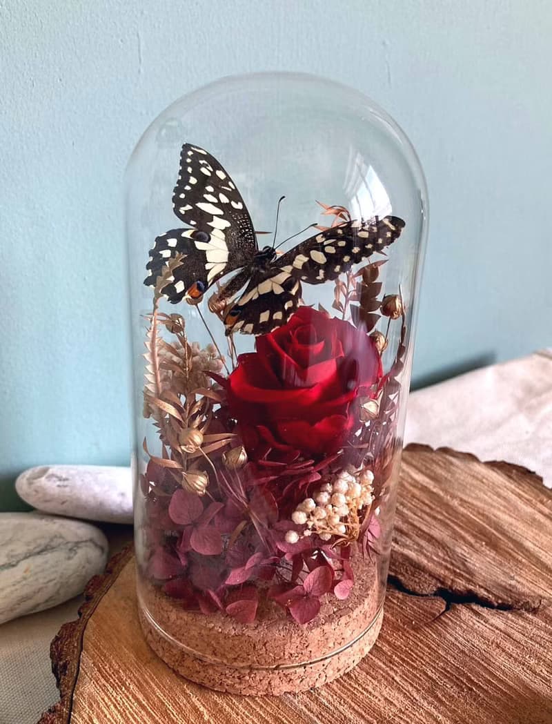 蝴蝶標本玻璃盅-青鳳凰/七夕情人節/乾燥花/生態瓶/鳳蝶/父親節