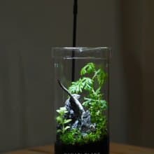 【訂製】蕨醒經典生態瓶-經典方直筒