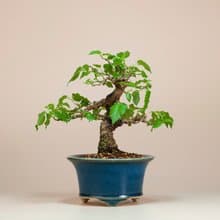 【日本植物】日本盆栽 造型盆景 精品盆栽