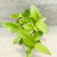 【荳荳多肉】【斑葉球蘭】喬遷│送禮│升遷│多肉植物