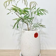 小豆樹|日本當紅室內植物|寵物友善|【新竹地區限定免運】落地型