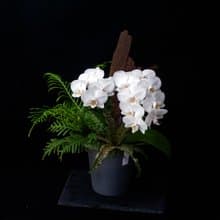 【優雅山林】蝴蝶蘭山景 | 組合盆栽 | 室內佈置 | 開幕送禮