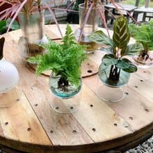 水培植栽│蕾絲蕨_室內植物 辦公室盆栽 店內擺設 觀葉植物