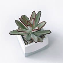 (預購) 莫蘭迪綠系列 | 高貴優雅 玫瑰黑兔耳 方形水泥多肉植栽