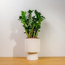 金錢樹白色高腳陶盆 桌上盆栽 室內植物 禮物