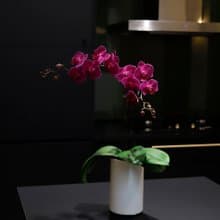 【蘭花盆栽】桃花嫣紅蝴蝶蘭盆栽 開幕送禮 升遷送禮 過年送禮