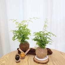 |鐵線蕨苔球| 贈送塑膠底座 / 植男人紳 手作苔球