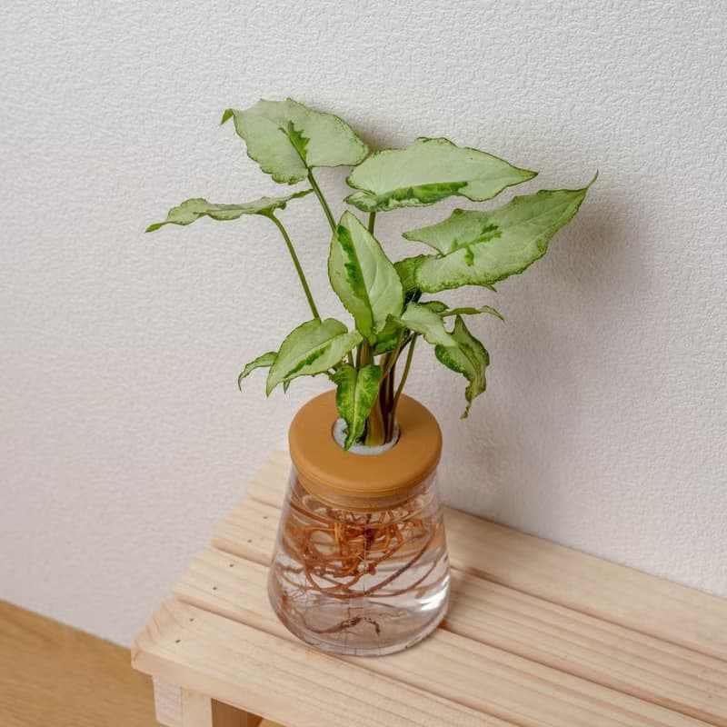 三王合果芋 三角水耕盆栽 室內植物 觀葉植物 禮物 水培