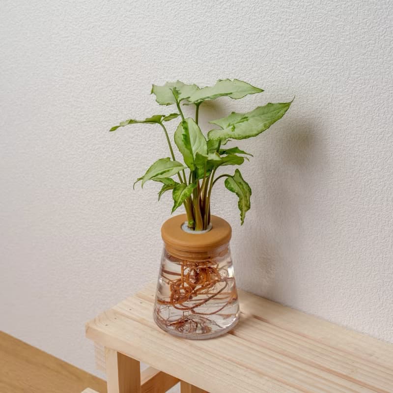 三王合果芋 三角水耕盆栽 室內植物 觀葉植物 禮物 水培
