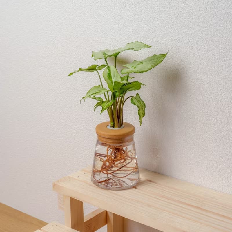 三王合果芋 三角水耕盆栽 室內植物 觀葉植物 禮物 水培
