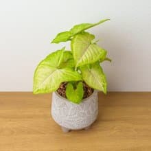 金玉合果芋 小樹葉紋 水泥盆栽 開幕送禮 喬遷禮物 植栽 盆栽